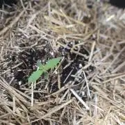 Auto run