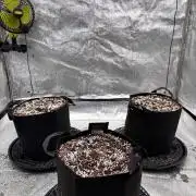 Wedding Cheesecake Auto FB
