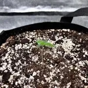 Lemon Cherry Sundae Auto