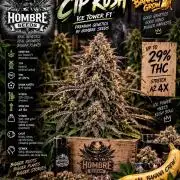 Hombre seeds cip