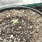 RQS Round 1