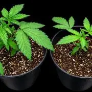 Hombre seeds cip