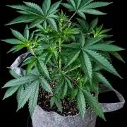 Hombre seeds cip