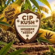 Hombre seeds cip