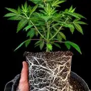 Hombre seeds cip