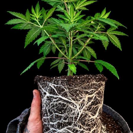 Hombre seeds cip