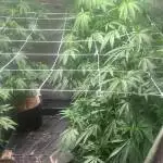 3rd grow 