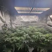 First Ever Grow - Here Goes Nothing
