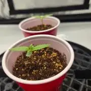 First Ever Grow - Here Goes Nothing