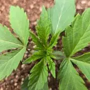 First Ever Grow - Here Goes Nothing