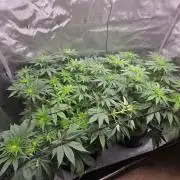 First Ever Grow - Here Goes Nothing
