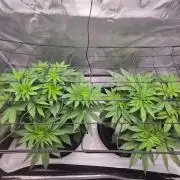 First Ever Grow - Here Goes Nothing