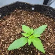 First Ever Grow - Here Goes Nothing