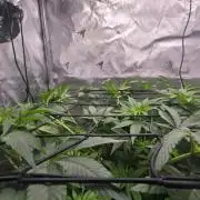 First Ever Grow - Here Goes Nothing