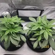 First Ever Grow - Here Goes Nothing