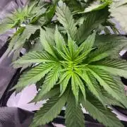First Ever Grow - Here Goes Nothing