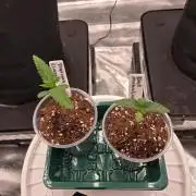 Juanye's Titan Grow
