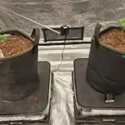 Juanye's Titan Grow