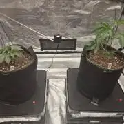 Juanye's Titan Grow