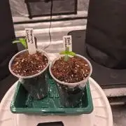 Juanye's Titan Grow