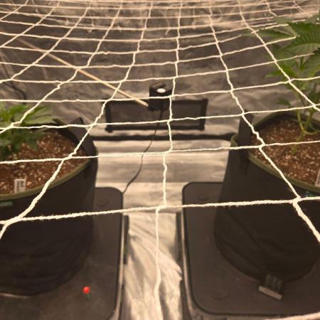 Juanye's Titan Grow