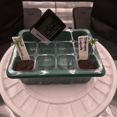 Juanye's Titan Grow