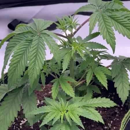 Triple Mints x Superboof cherry