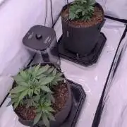 The Fruity Duel