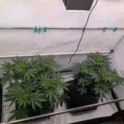 The Fruity Duel