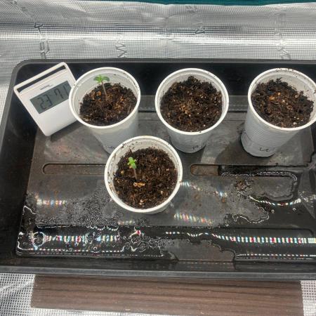 First Batch