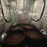 Herbies Seeds Mix Indoor Grow