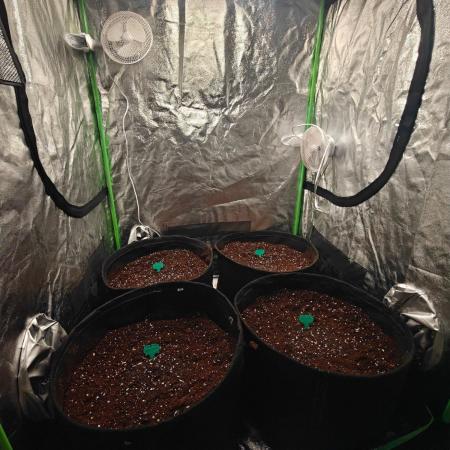 Herbies Seeds Mix Indoor Grow