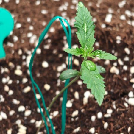 Herbies Seeds Mix Indoor Grow