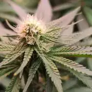 Aero/DWC Custome Legal German Grow