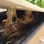 Aero/DWC Custome Legal German Grow