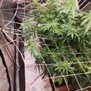 Aero/DWC Custome Legal German Grow
