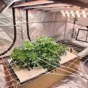 Aero/DWC Custome Legal German Grow