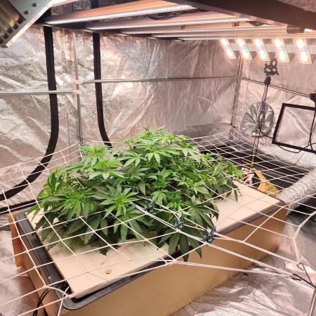 Aero/DWC Custome Legal German Grow