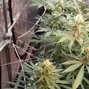Aero/DWC Custome Legal German Grow