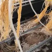 Aero/DWC Custome Legal German Grow