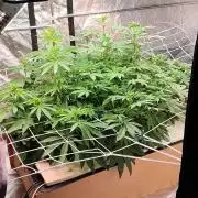 Aero/DWC Custome Legal German Grow