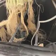 Aero/DWC Custome Legal German Grow