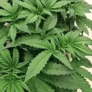 Aero/DWC Custome Legal German Grow