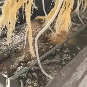 Aero/DWC Custome Legal German Grow