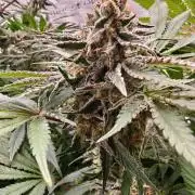 Outdoor Grow Summer 2026