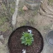 Outdoor Grow Summer 2026
