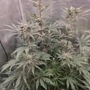 Outdoor Grow Summer 2026