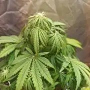 tangie
