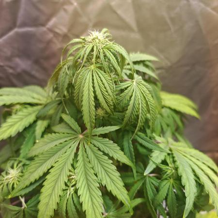 tangie