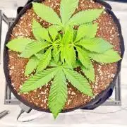 White Widow